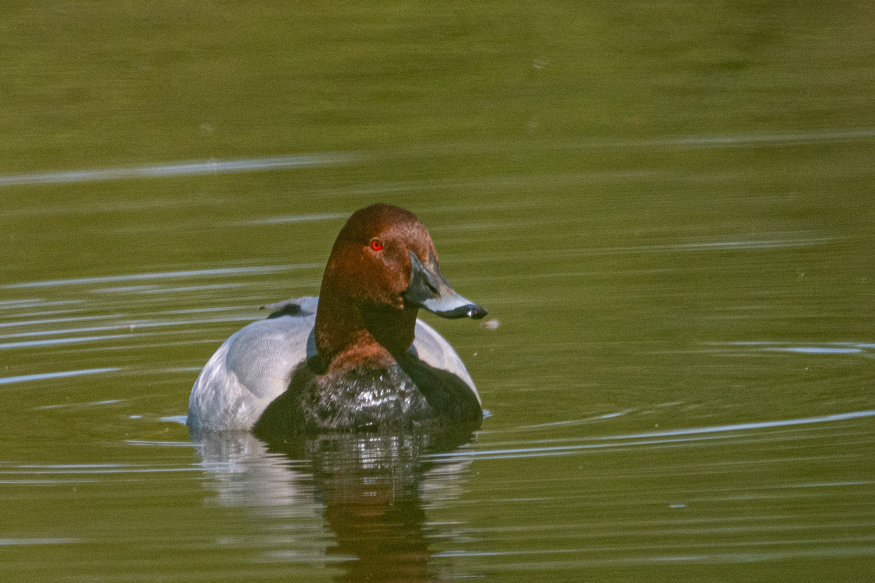 Fuligule milouin (Common pochard, Aythya ferina), mâle nuptial, Dépôt 54 de la Réserve Naturelle de Mont-Bernanchon, Hauts de France